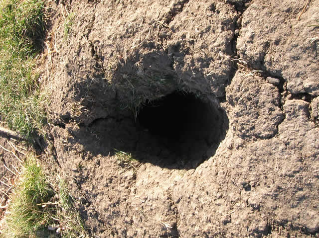 rabbit burrows and holes